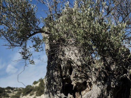 Возрождение оливкового дерева