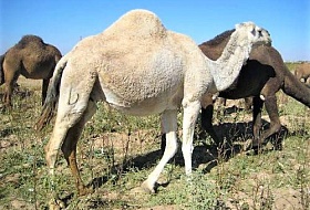 Верблюжье молоко - секретный рецепт сирийских бедуинов 